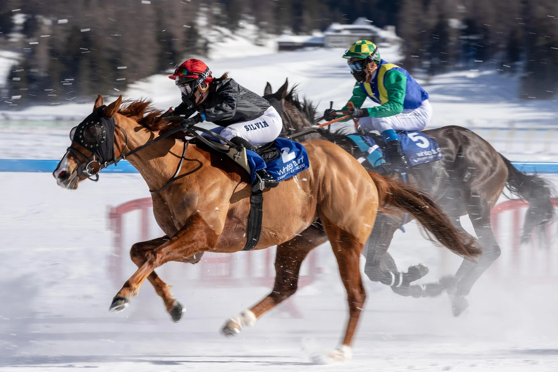 white-turf St. Moritz